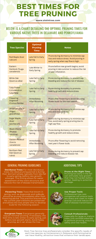 Image of infographic for best times for tree trimming and shrub pruning - Stein Tree Service
