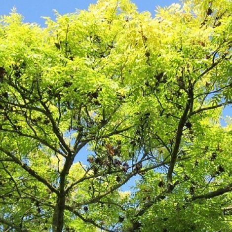 Tree care by certified and insured arborist - Stein Tree Service